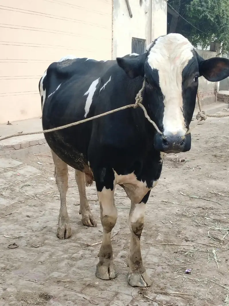 Holstein Friesian 100% pure  Bull Breeder For Sale — photo 2