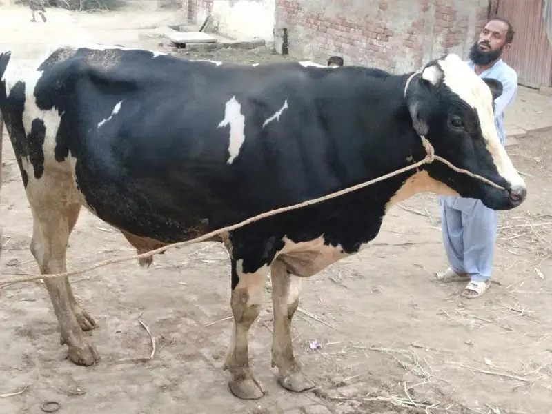 Holstein Friesian 100% pure  Bull Breeder For Sale — photo 3