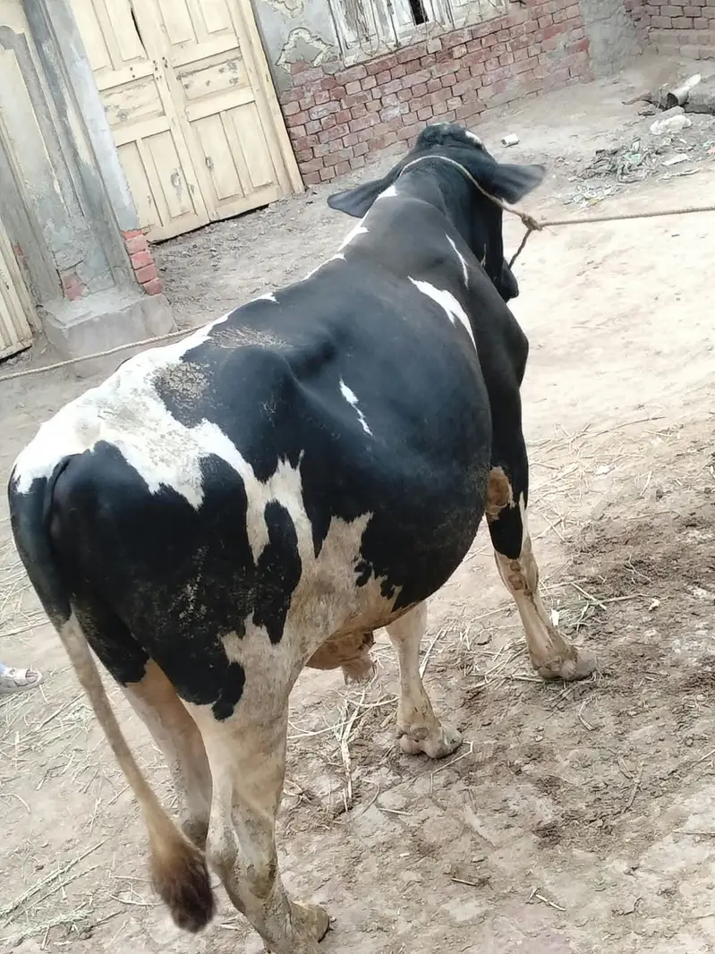 Holstein Friesian 100% pure  Bull Breeder For Sale — photo 4