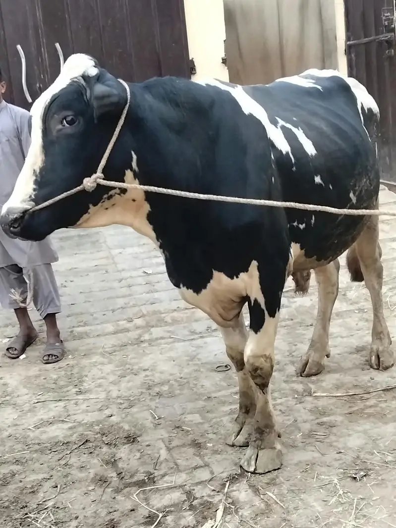Holstein Friesian 100% pure  Bull Breeder For Sale — photo 5