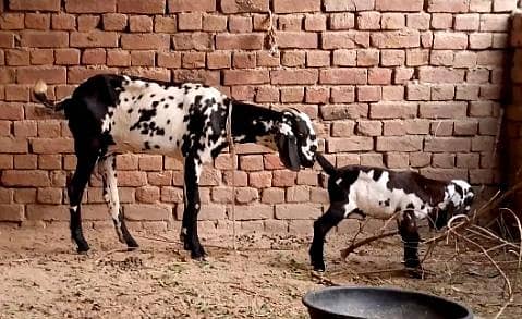 bachy wali bakri