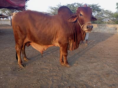bulls and hiefers for 2027 & 2028 qurbani for sale