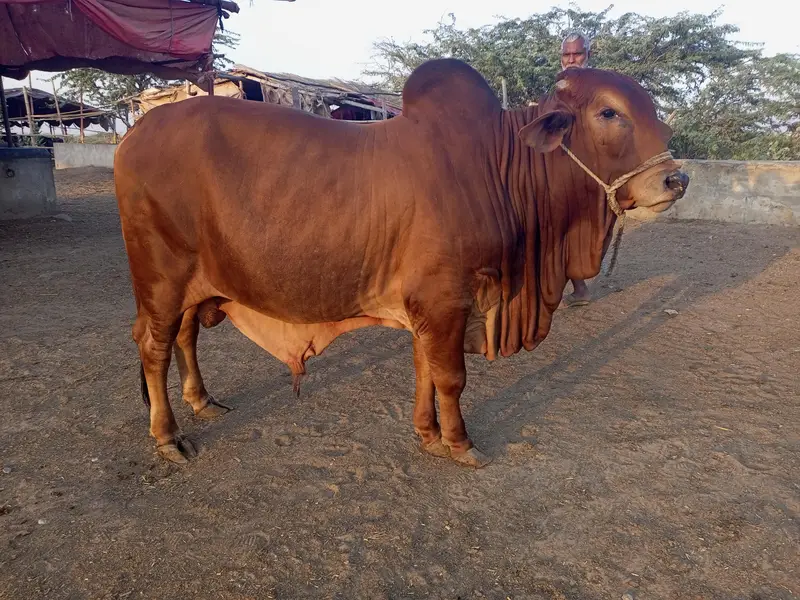 bulls and hiefers for 2027 & 2028 qurbani for sale — photo 2