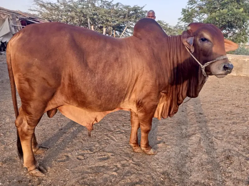 bulls and hiefers for 2027 & 2028 qurbani for sale — photo 3