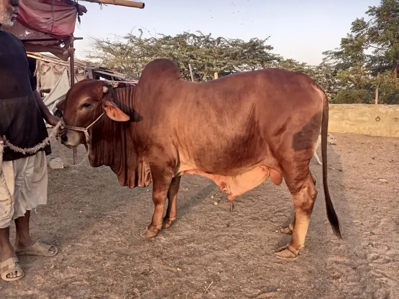 bulls and hiefers for 2027 & 2028 qurbani for sale — photo 4