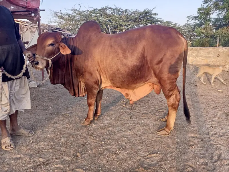 bulls and hiefers for 2027 & 2028 qurbani for sale — photo 5