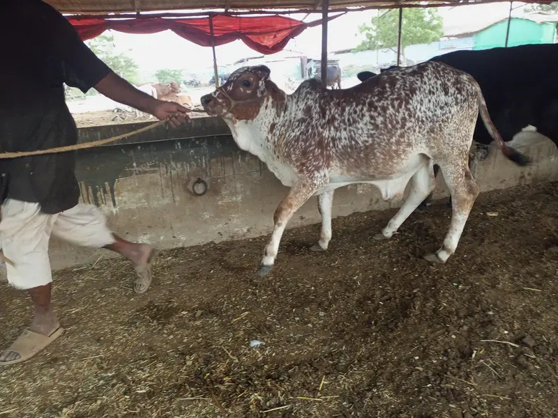 bulls and hiefers for 2027 & 2028 qurbani for sale — photo 6