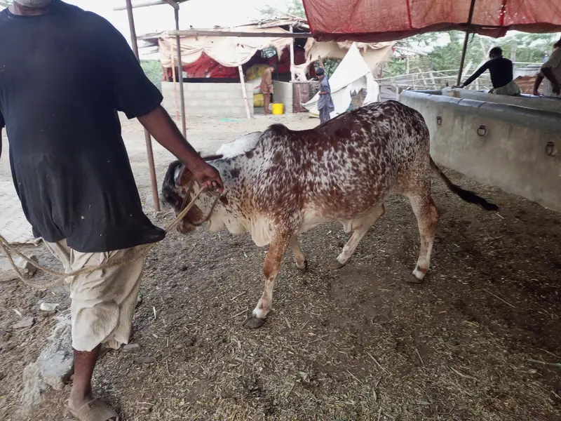 bulls and hiefers for 2027 & 2028 qurbani for sale — photo 7
