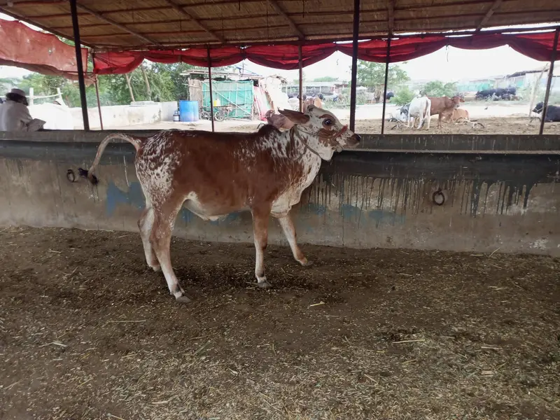 bulls and hiefers for 2027 & 2028 qurbani for sale — photo 8