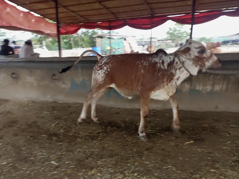 bulls and hiefers for 2027 & 2028 qurbani for sale — photo 9