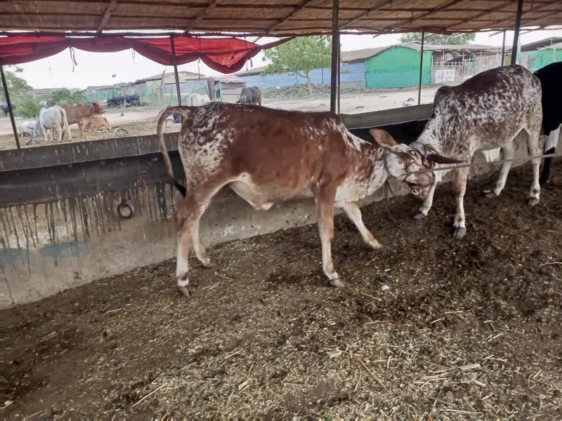 bulls and hiefers for 2027 & 2028 qurbani for sale — photo 10