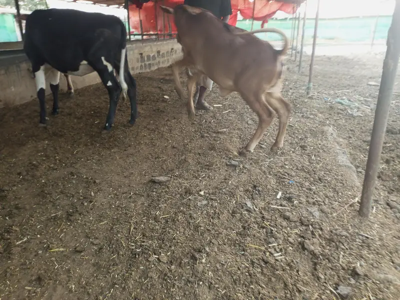 bulls and hiefers for 2027 & 2028 qurbani for sale — photo 11