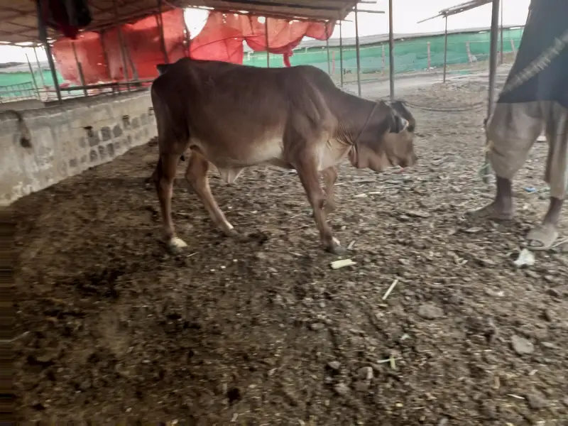 bulls and hiefers for 2027 & 2028 qurbani for sale — photo 12