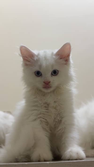 4 PERSIAN KITTENS FOR SALE 3 MONTHS OLD DEWORMED
