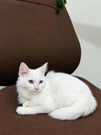 Beautiful White Male Kitten for Sale
