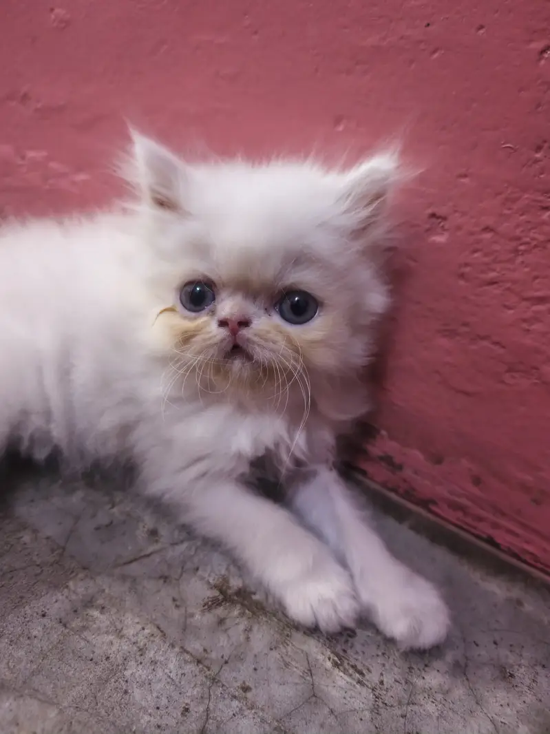 Pure Punch Face Male & Semi Punch Female Kittens - Healthy & Playful — photo 5