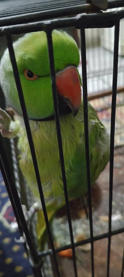 raw green talking parrot