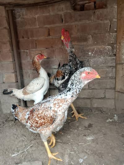 shamo For sale