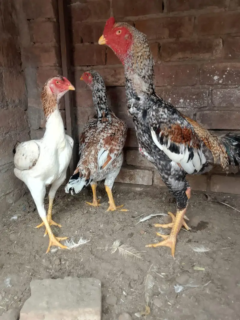 shamo For sale — photo 2
