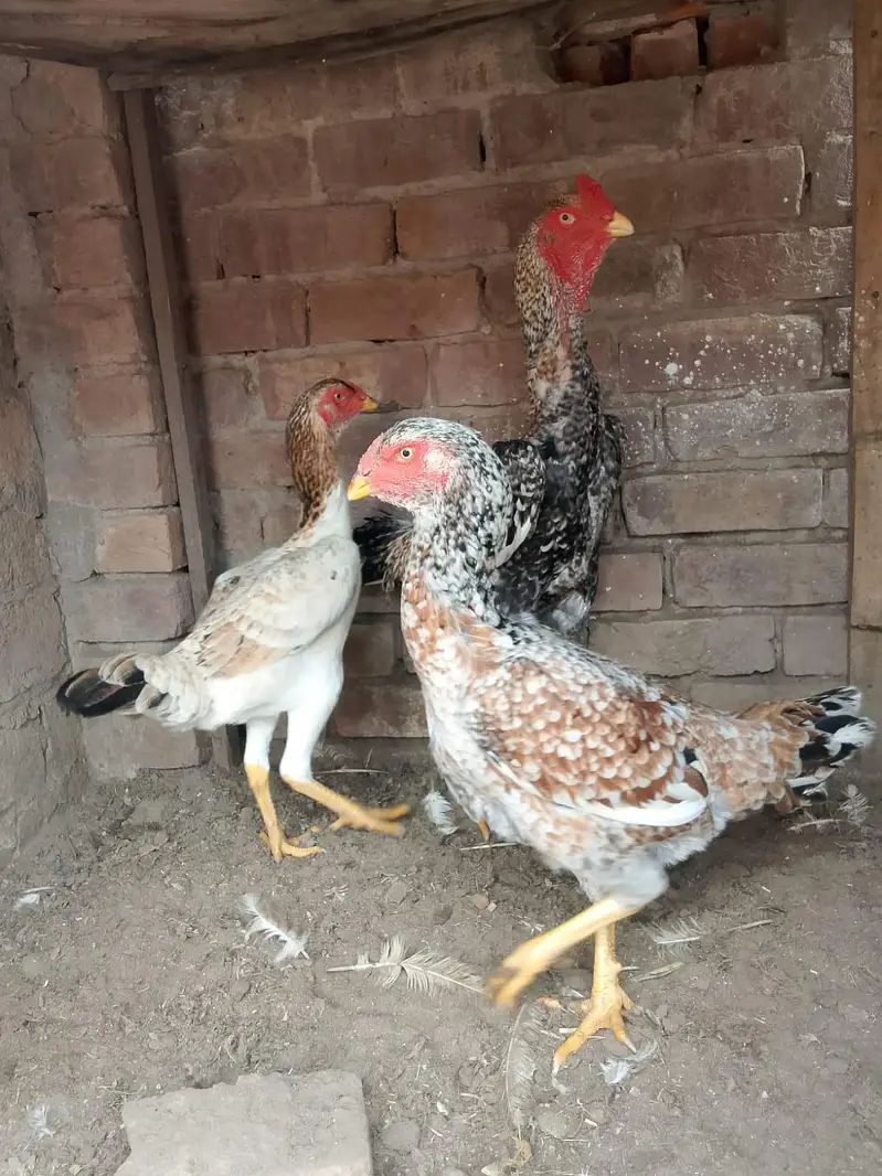 shamo For sale — photo 3
