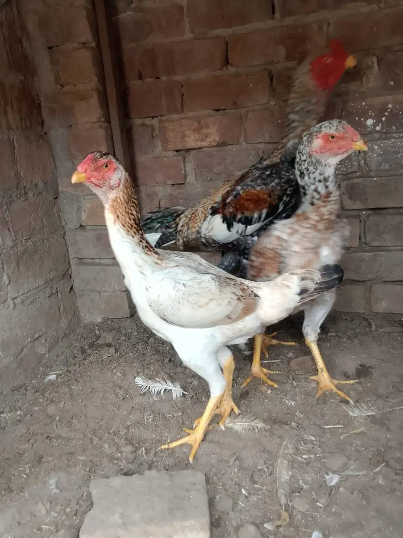 shamo For sale — photo 4