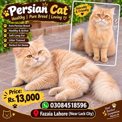 Persian Cat for Sale – Beautiful & Healthy.