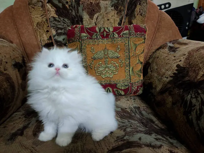 Persian cat for sale 2 month age available — photo 2