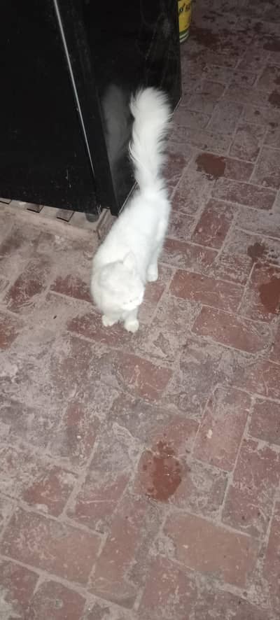 beautiful white Persian cat