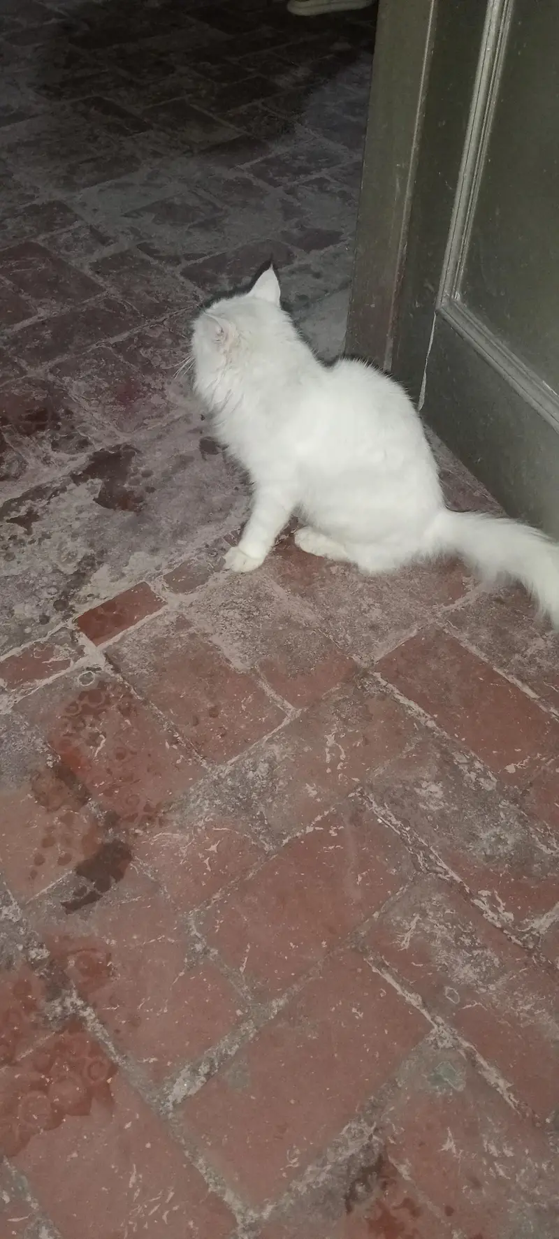 beautiful white Persian cat — photo 2
