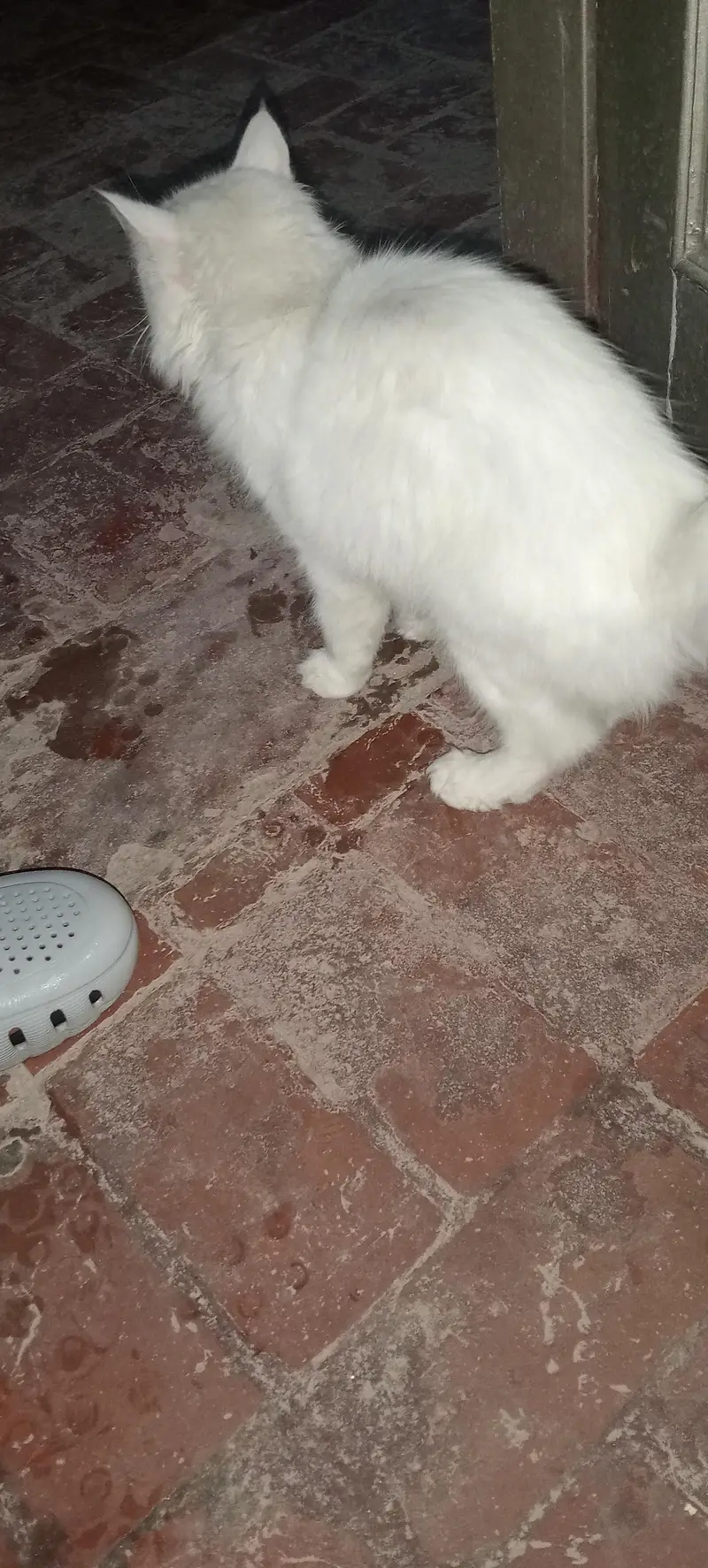 beautiful white Persian cat — photo 3