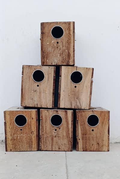 LOVEBIRD KEEKAR BOX