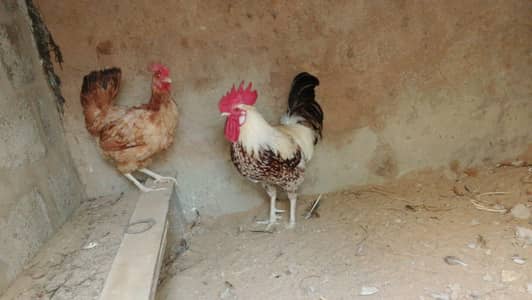 Golden Misri Pair