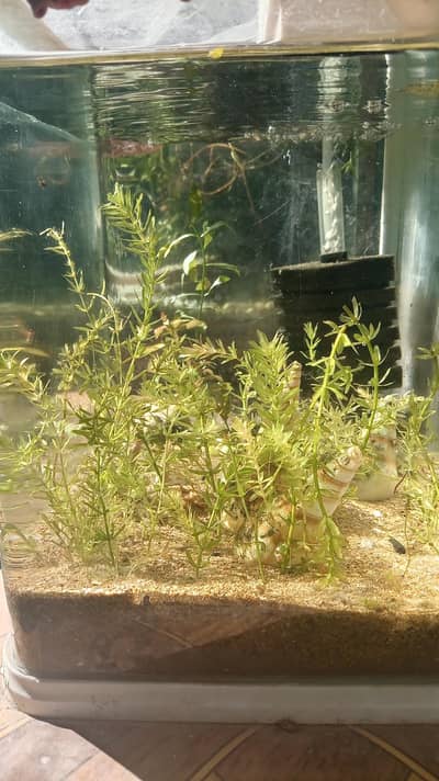 Aquarium Plants and rocks Guppy Grass Ludwigia Eloda Densa 10 Stems