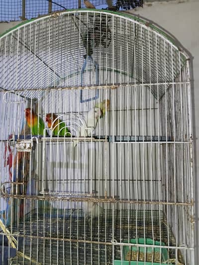 Breeder Pair Love Birds
