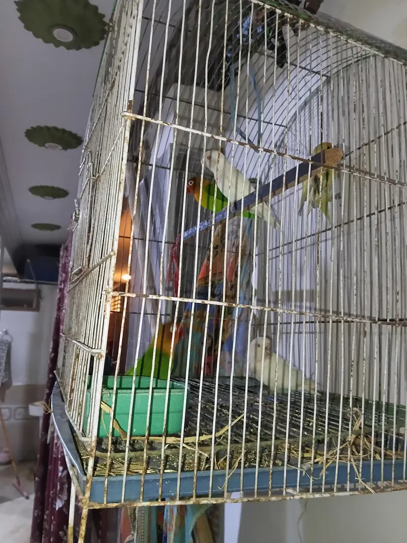 Breeder Pair Love Birds — photo 2