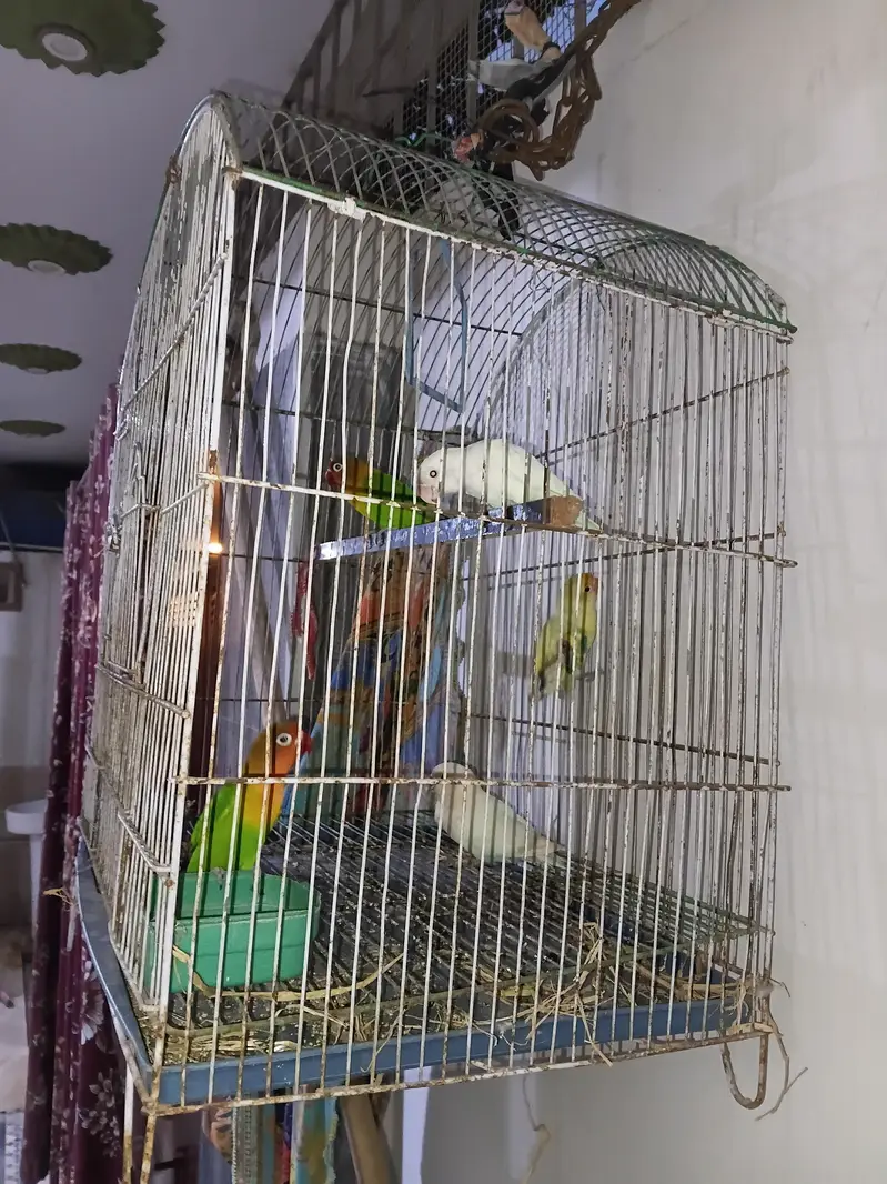 Breeder Pair Love Birds — photo 3