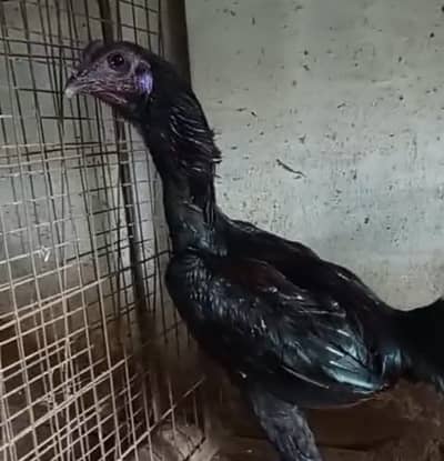 Quality blackk drragon chicks for sale blackk skkinn