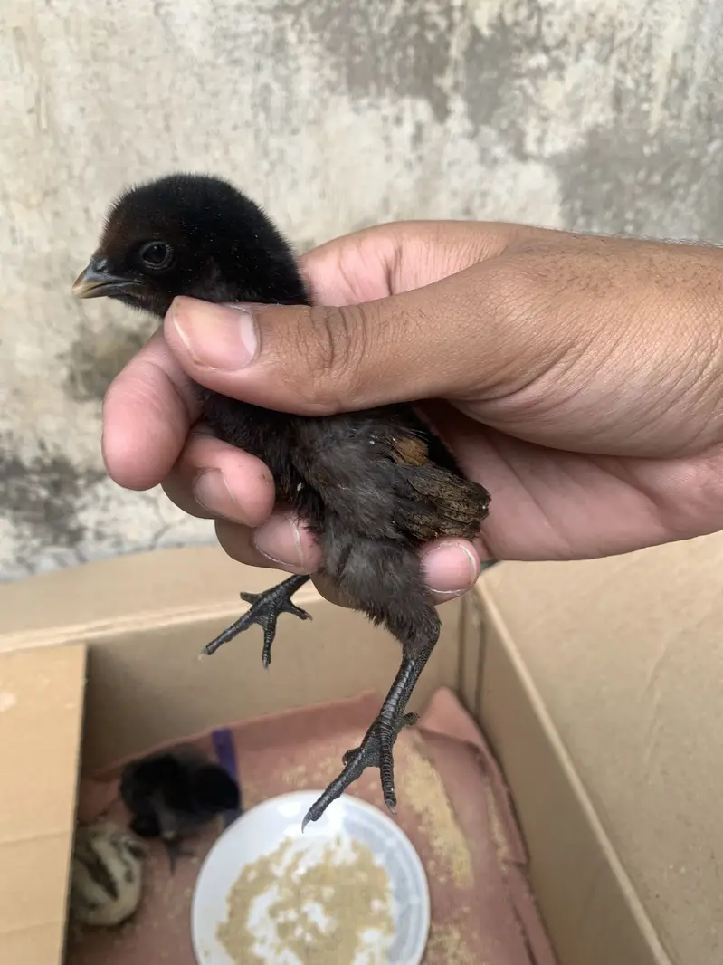 Quality blackk drragon chicks for sale blackk skkinn — photo 2