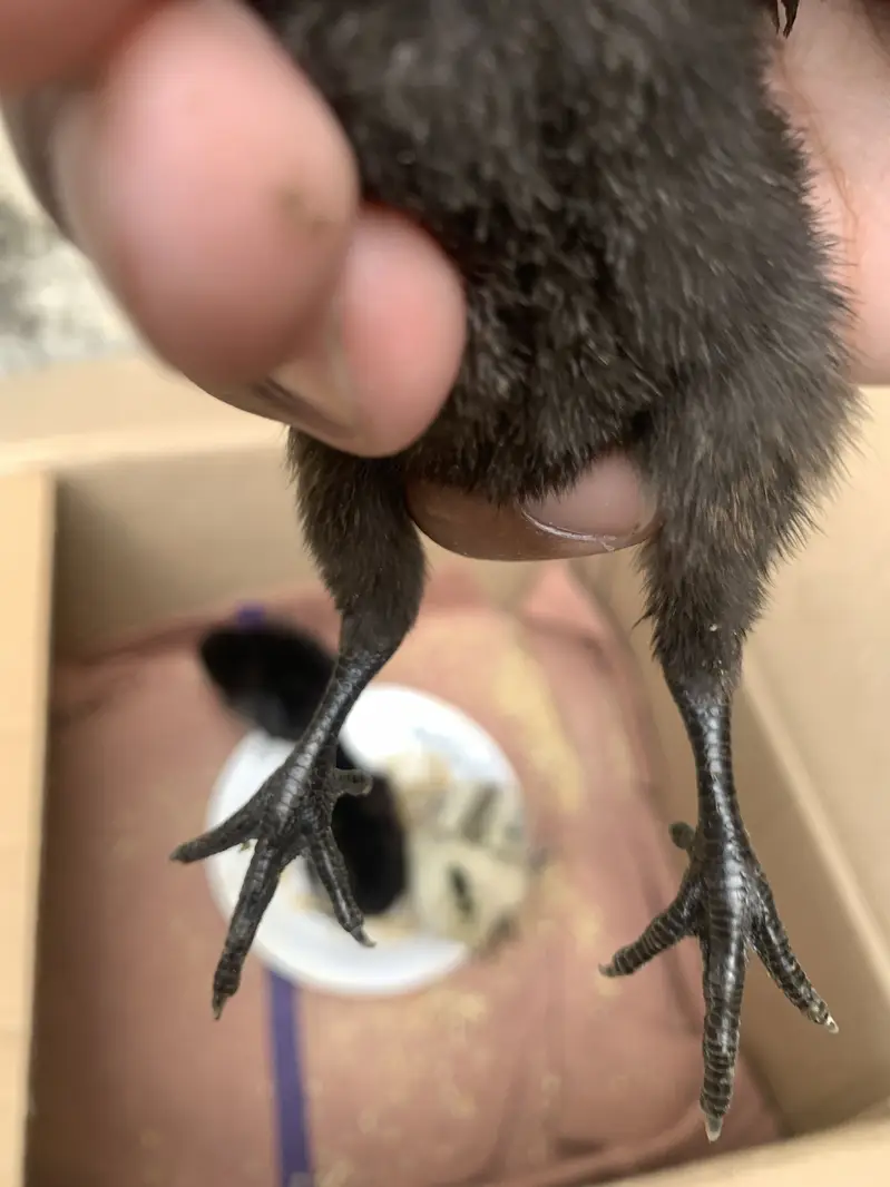 Quality blackk drragon chicks for sale blackk skkinn — photo 3