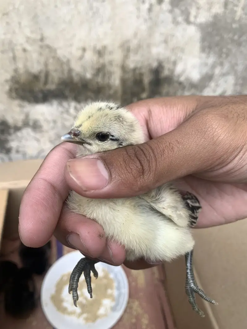 Quality blackk drragon chicks for sale blackk skkinn — photo 4