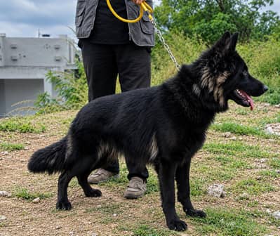 Black Coat German Shepherd