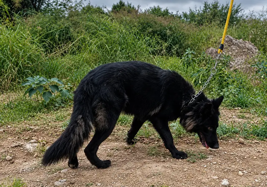 Black Coat German Shepherd — photo 2