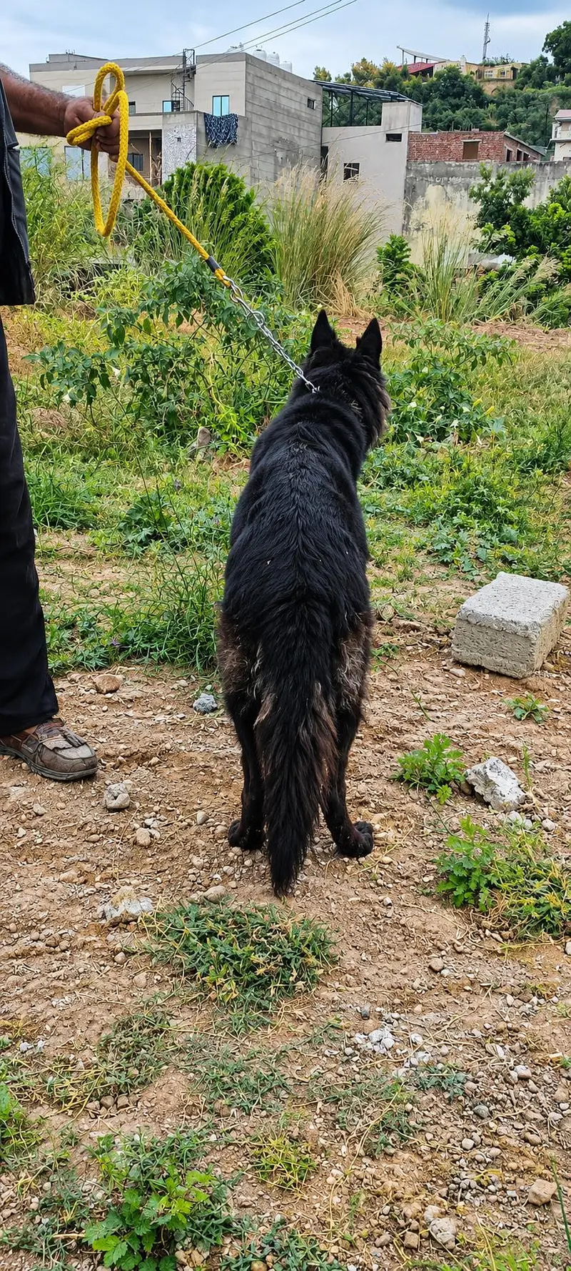 Black Coat German Shepherd — photo 4
