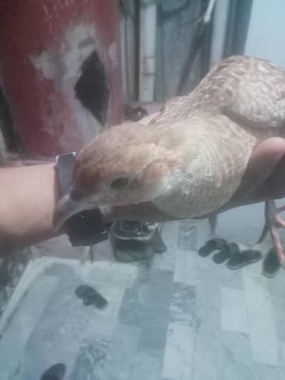 Dakhni female and Irani male pair for sale in khi.