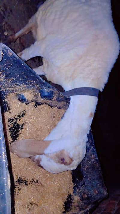 Healthy sheep with male baby