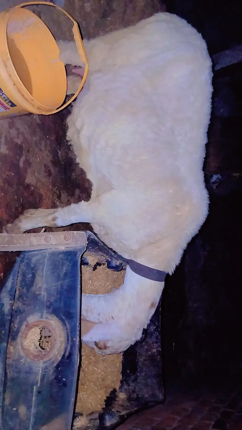 Healthy sheep with male baby — photo 2