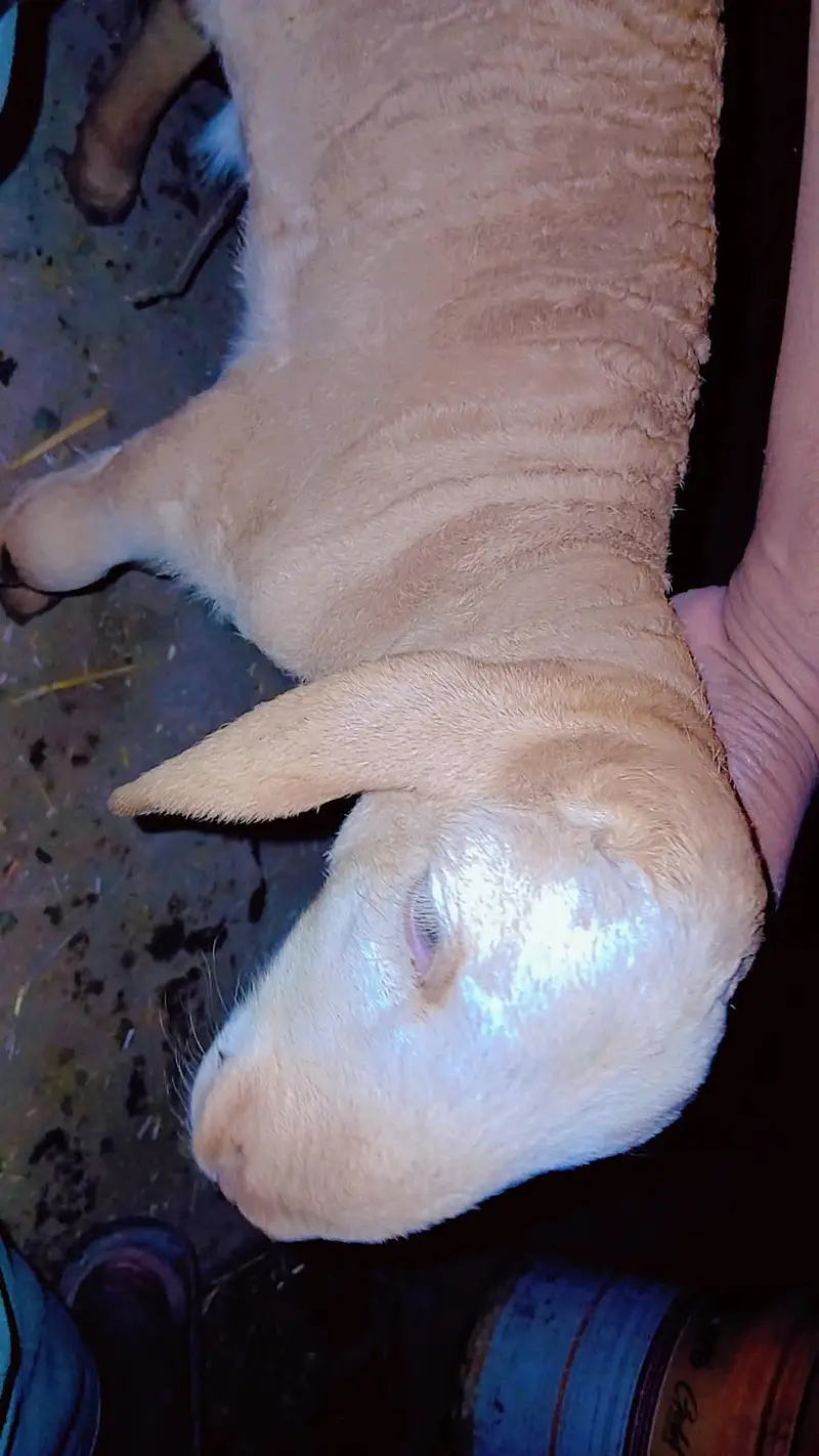Healthy sheep with male baby — photo 3