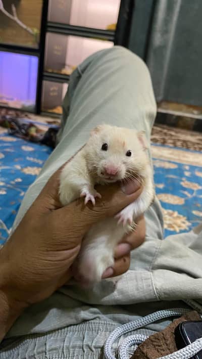 Hamster