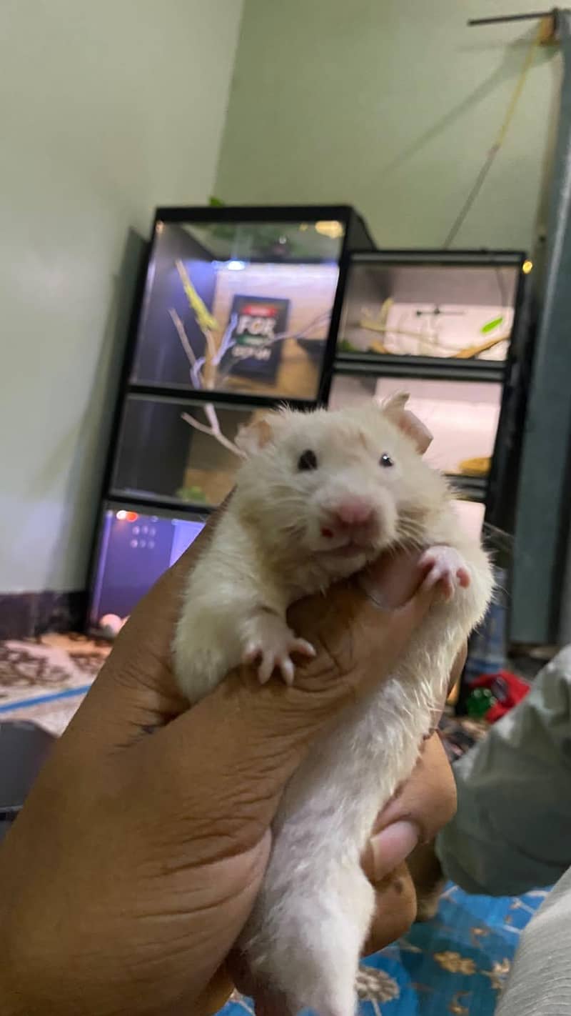 Hamster 1