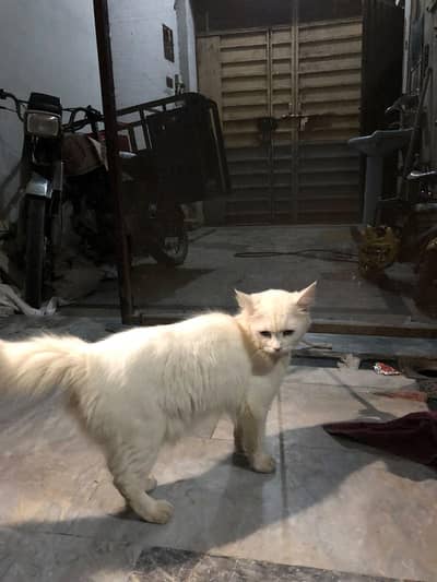 ya white Russian Cat ha female